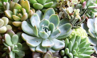 多肉浆果怎么养红 多肉浆果养红的方法