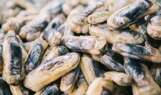 蛏子怎么养不会死掉 蛏子久养不会死的做法