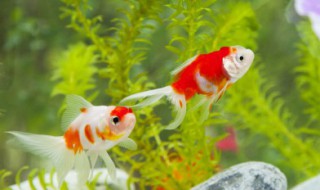 草鱼怎么繁殖 草鱼繁殖的方法