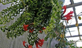 一棵口红吊兰怎么繁殖 口红吊兰怎么繁殖