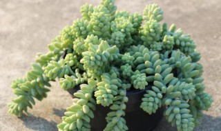 玉缀多肉怎么繁殖 玉缀多肉的繁殖方法