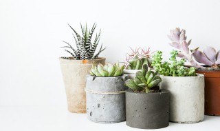 多肉熊童子怎么繁殖 多肉熊童子繁殖方法