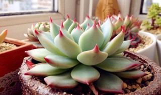 吉娃莲怎么繁殖 吉娃莲如何繁殖