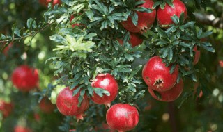 盆栽石榴树怎么养 盆栽石榴树怎么养殖
