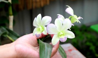 彩蝶石斛兰怎么养殖 彩蝶石斛兰养殖方法