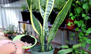 虎皮兰怎么养护 养护虎皮兰的方法