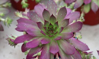 佛座莲怎么养 怎么养佛座莲