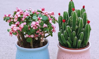 金玉满堂植物怎么养 怎么养金玉满堂植物