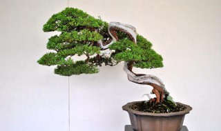 龙树盆栽怎么养 怎么养龙树盆栽