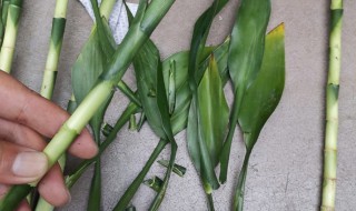 水培富贵竹怎么养 怎么养水培富贵竹