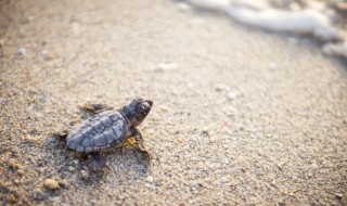 养乌龟的寓意和象征 养乌龟的寓意是什么