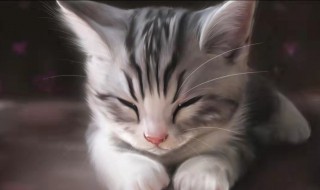 梦见很大的猫是什么意思 有关梦见很大的猫是什么意思