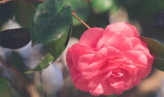 茶花秋季的养护和施肥 茶花秋季的养护和施肥方法