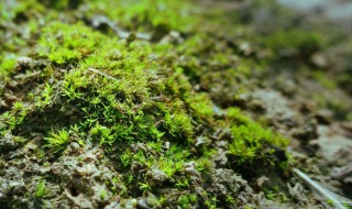 哪种植物可以测试空气的质量 可以测试空气质量的植物