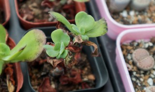 红梅夏天为什么会枯死 红梅夏天会枯死的原因分析