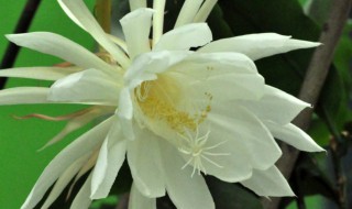 昙花的养殖方法和修剪 昙花如何养殖