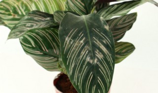 竹芋适合在室内养吗 竹芋适不适合在室内养