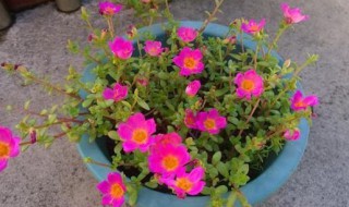 阔叶半枝莲怎么养 阔叶半枝莲的养殖方法