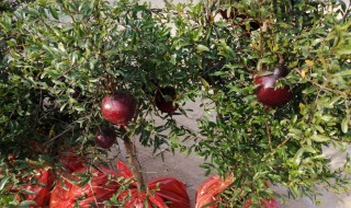 石榴树秋天能不能移栽 石榴树秋天怎么移植