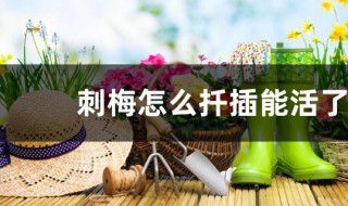 刺梅怎么扦插能活了 刺梅的扦插方法