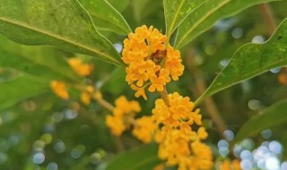 黄色的桂花是什么品种 黄色的桂花品种介绍