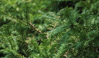 红豆杉种子育苗的方法 红豆杉种子如何育苗