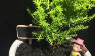 香松怎么养 香松的养殖方法