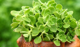 一抹香怎么扦插 扦插一抹香技巧