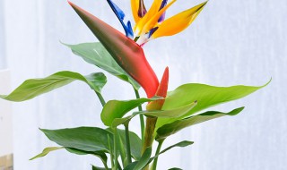 天堂鸟卷边是怎么回事 天堂鸟为什么卷边