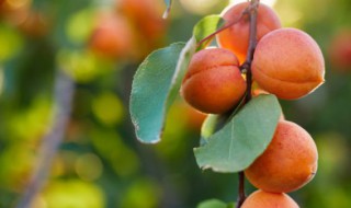 无花果嫁接时间和方法 嫁接无花果时间和方法