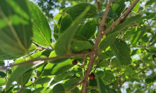 树苗移栽成活要注意些什么 树苗移栽成活的注意事项