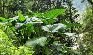 黑天鹅海芋的养殖方法和注意事项 黑天鹅海芋如何养殖