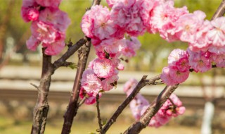 榆叶梅怎么养殖 榆叶梅的养殖方法