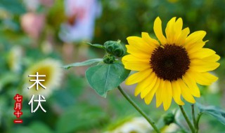 三伏天是什么意思啊 三伏天是什么意思