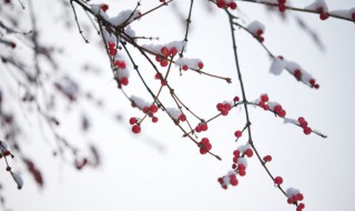 小雪吃糍粑是什么意思 小雪吃糍粑意思是什么