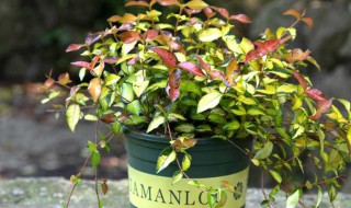 花叶络石吊兰怎么养 花叶络石吊兰养护教程