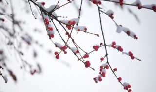 小雪是农历几月几日 小雪的简介