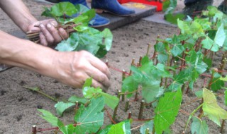 育苗盘育苗技术方法 育苗盘育苗技术方法介绍