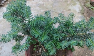 红豆杉怎样养才能养得好 怎样养红豆杉才能养得好