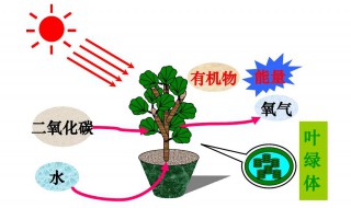 植物进行光合作用所必需的几个条件是什么 光合作用介绍