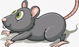 老鼠是群居还是独居 老鼠是群居动物吗