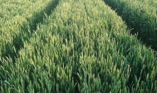 冬小麦什么时候收获 冬小麦收获时间