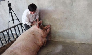 母猪突然不吃食是什么原因 母猪为什么突然不吃食