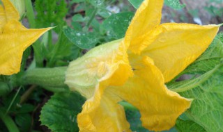 西瓜花怎么分雌雄 西瓜花如何分雌雄