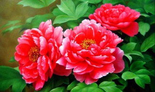 牡丹种子多久发芽 牡丹种子种下后什么时候发芽