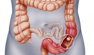 消化道由什么组成? 下面为大家解答