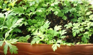 艾草种子哪里有卖 你知道吗