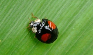 瓢虫的习性是什么 你知道是什么吗
