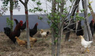 农村养鸡影响邻居谁管 影响市容环境要受处罚