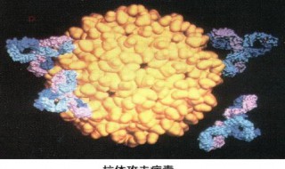 抗体是什么意思好的还是坏 抗体简述